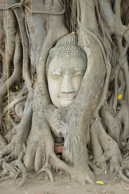 Bild eines Buddhakopfes aus Stein, mit einem Baum verwachsen als Symbol für Integration in der Gestalttherapie